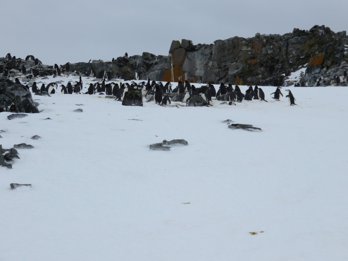 Пінгвін антарктичний - ML589352541
