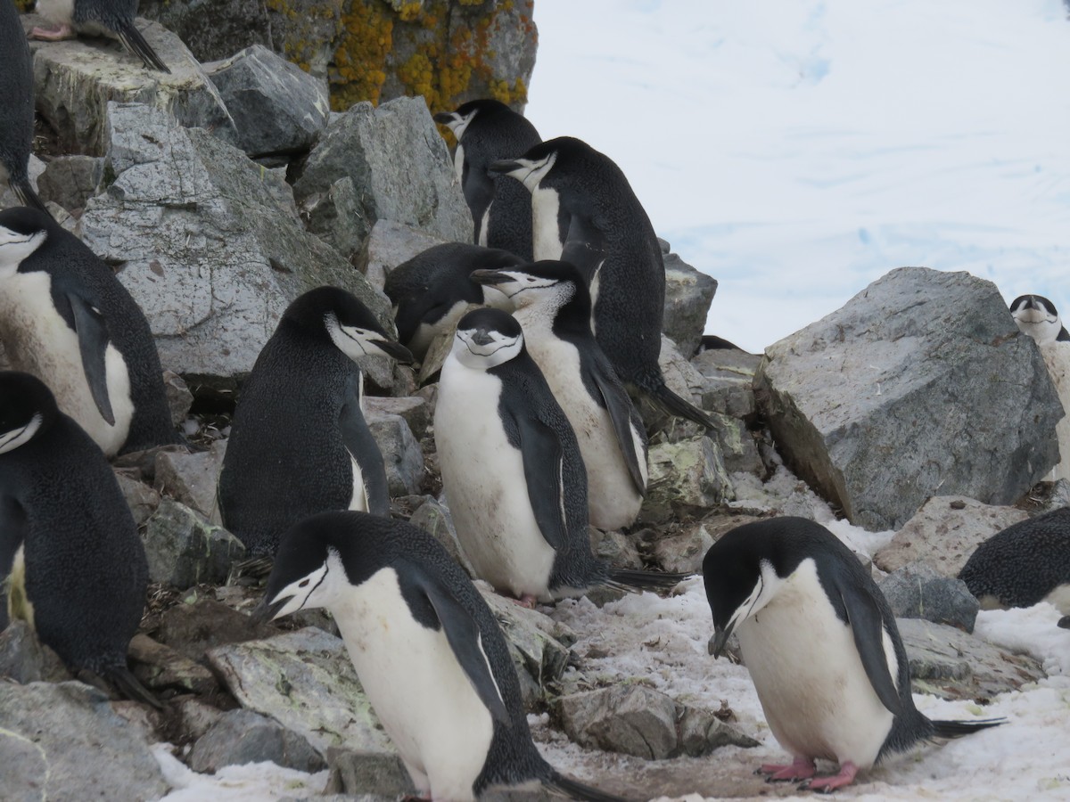 Пінгвін антарктичний - ML589352551