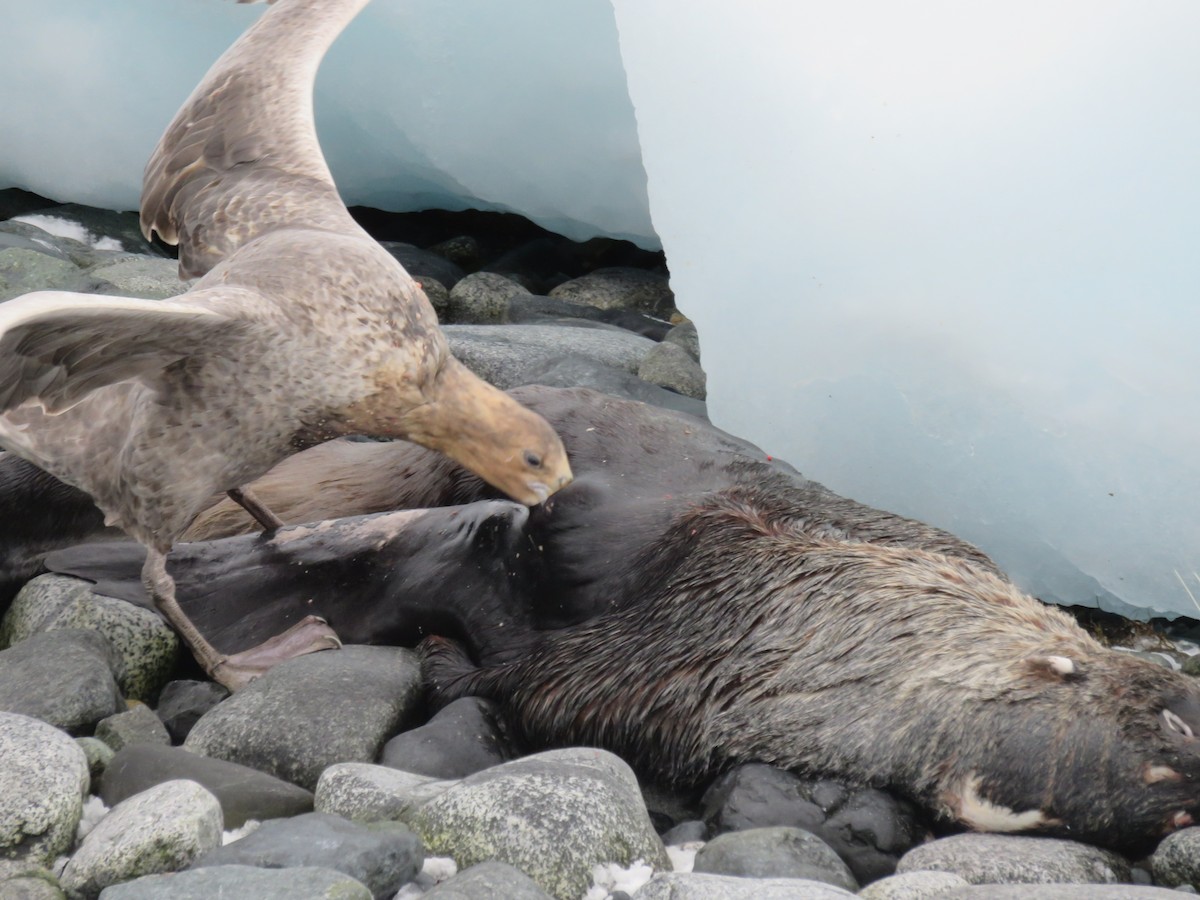 Southern Giant-Petrel - Anonymous