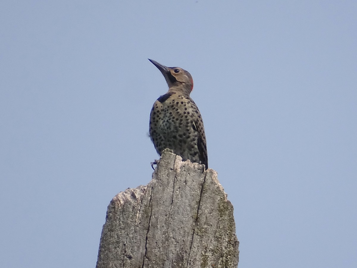 Northern Flicker - Jeffrey Roth