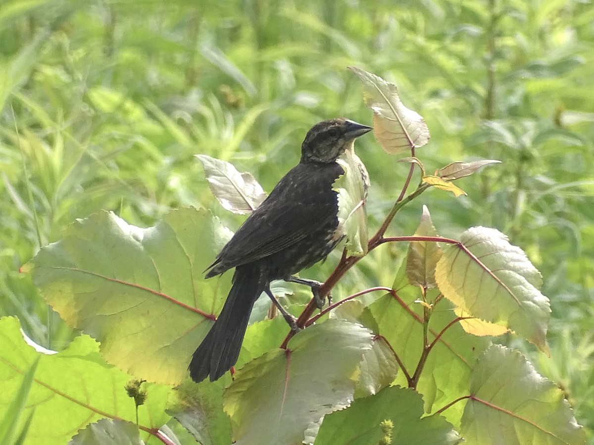 Red-winged Blackbird - ML589352831