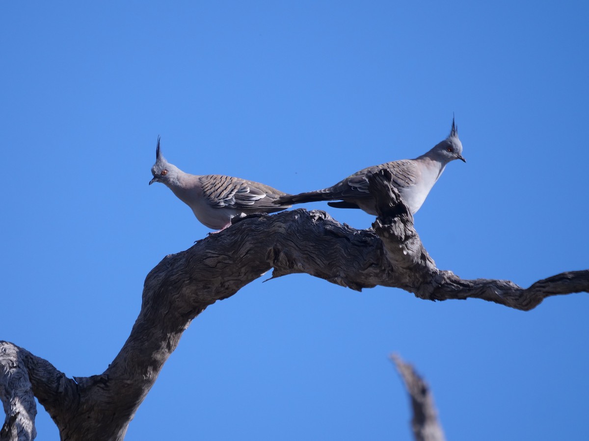 Crested Pigeon - ML589354041