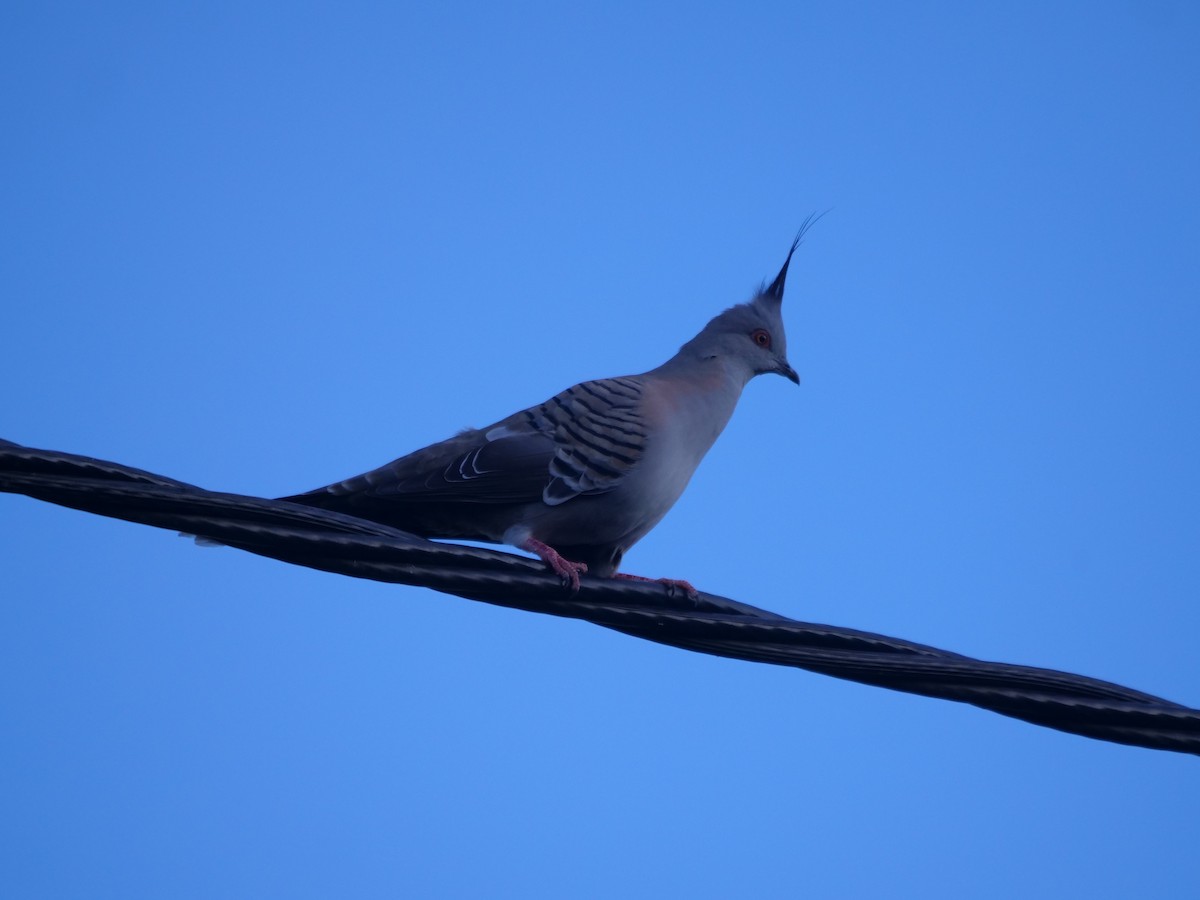 Crested Pigeon - ML589354051