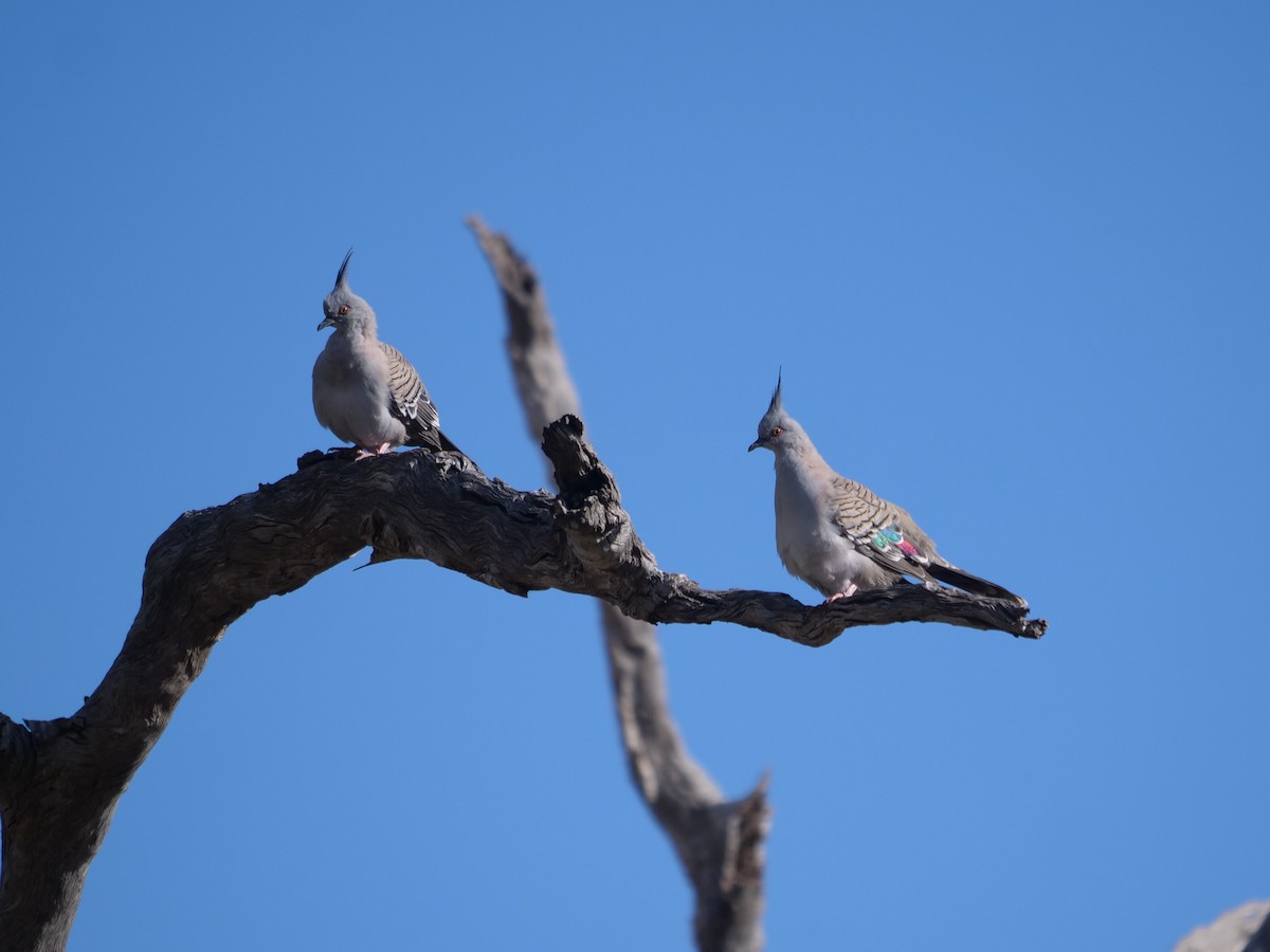 Crested Pigeon - ML589354061