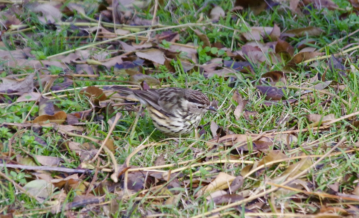 Speckled Warbler - ML589355041