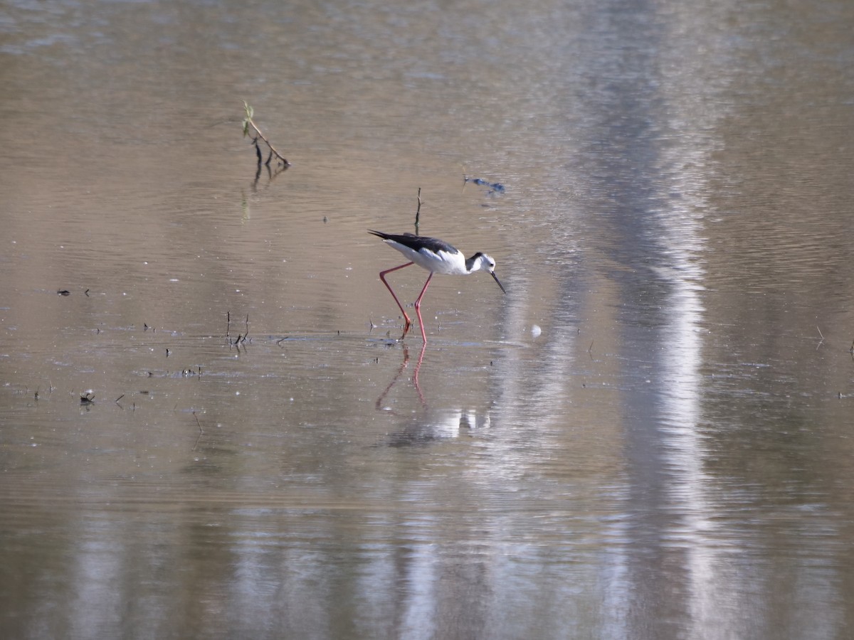 Pied Stilt - ML589355251