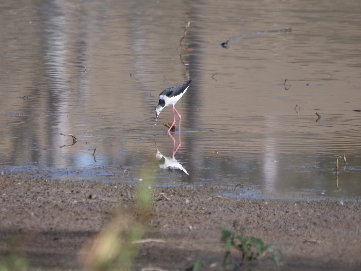 Pied Stilt - ML589355261