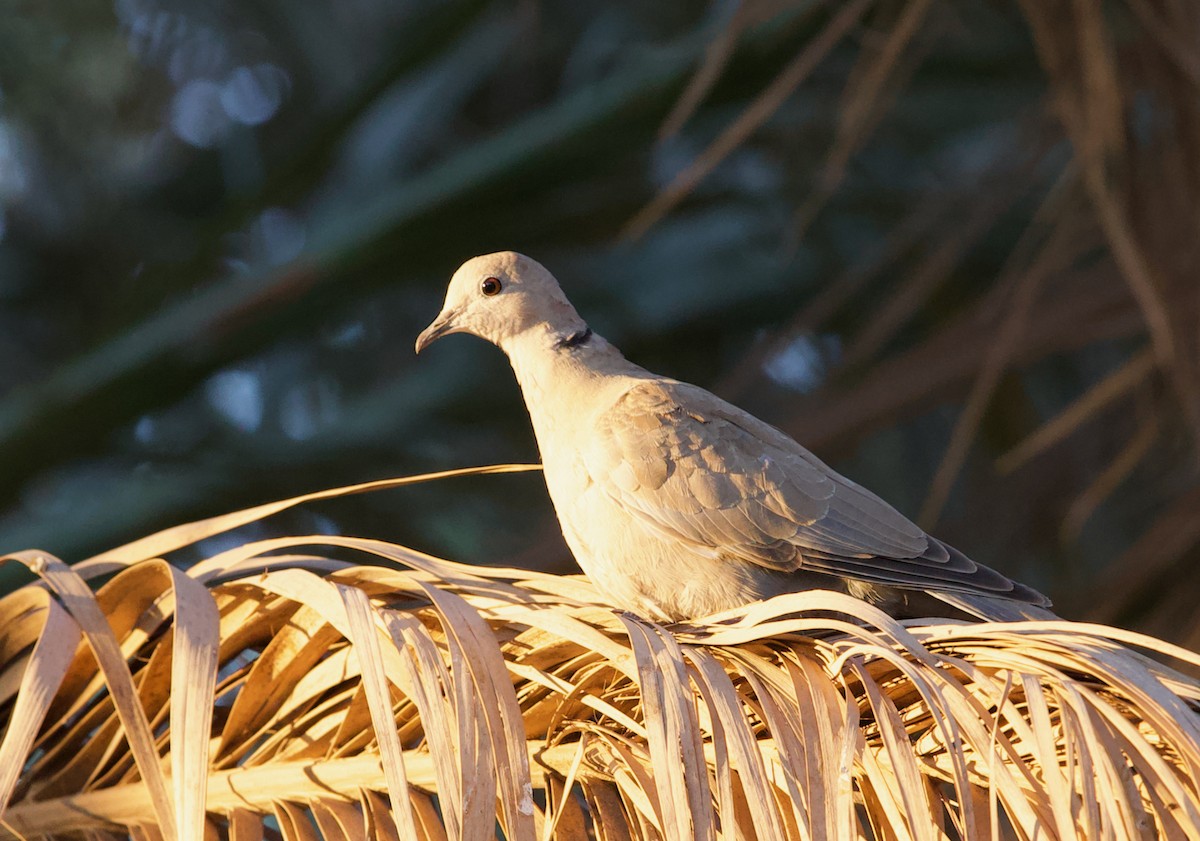 Eurasian Collared-Dove - ML589355821