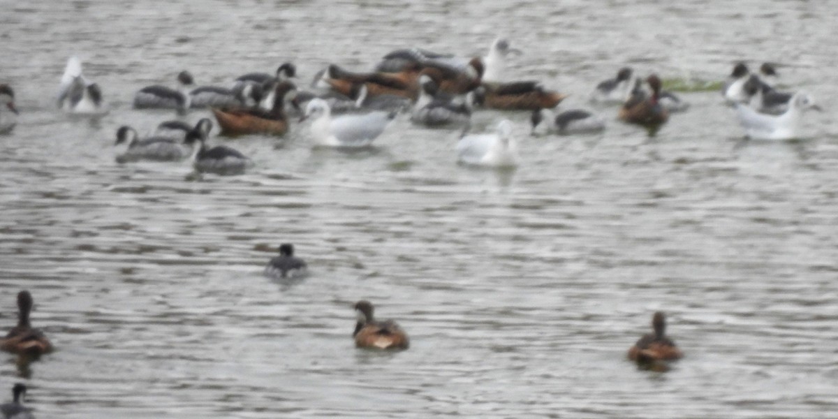 Brown-hooded Gull - ML589355851