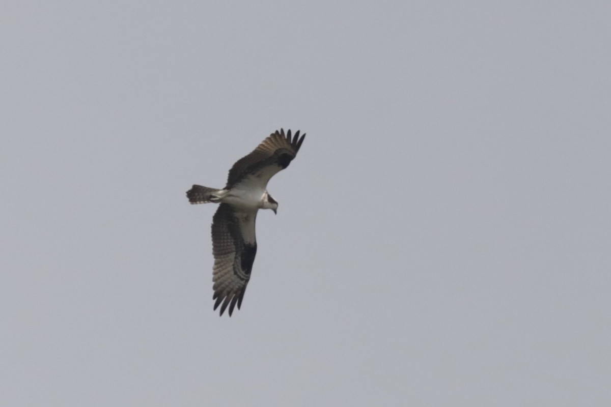 Águila Pescadora - ML589357221