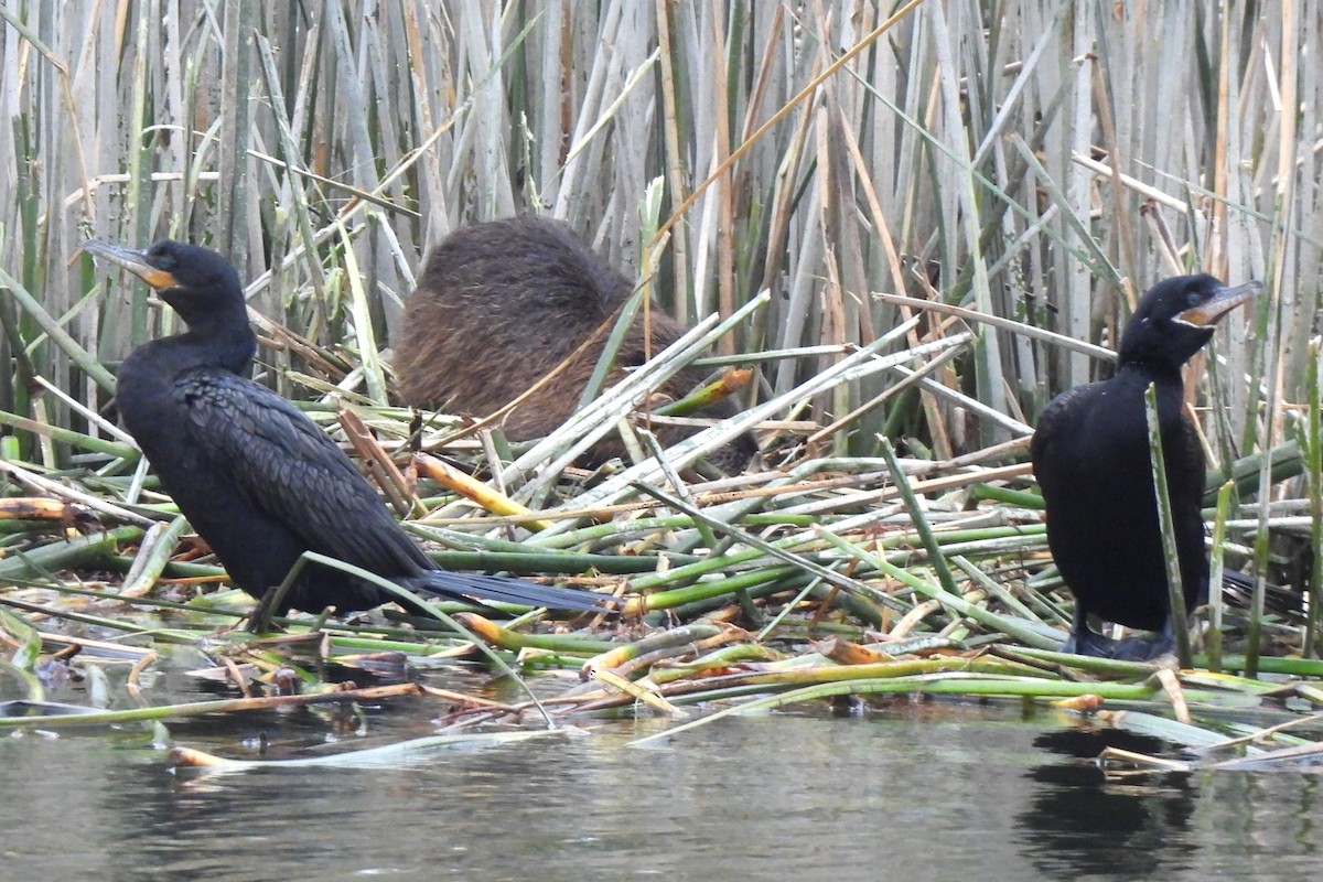 Neotropic Cormorant - Michael I Christie