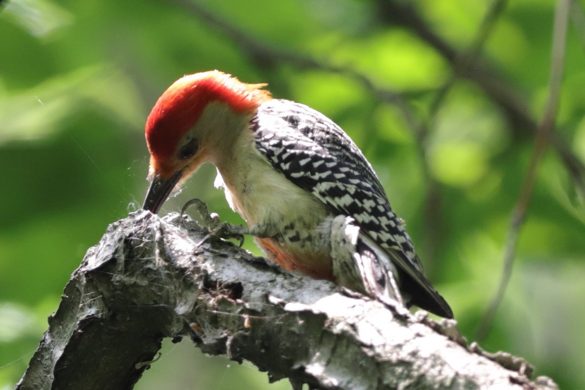 Red-bellied Woodpecker - ML589357821