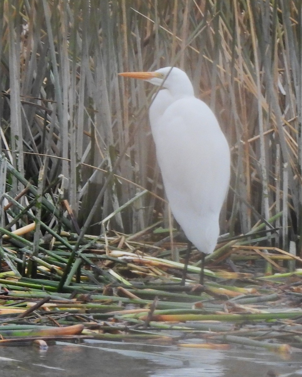 Great Egret - ML589357871