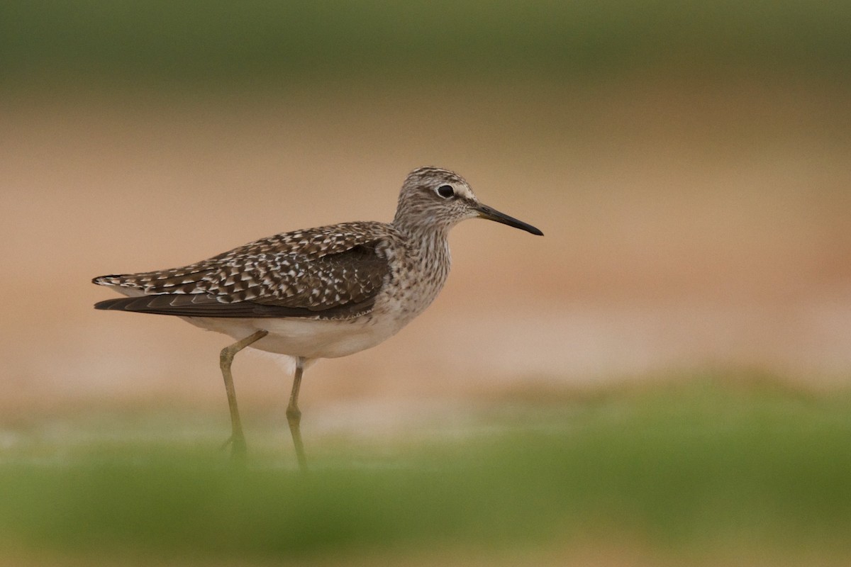 Wood Sandpiper - ML589357891
