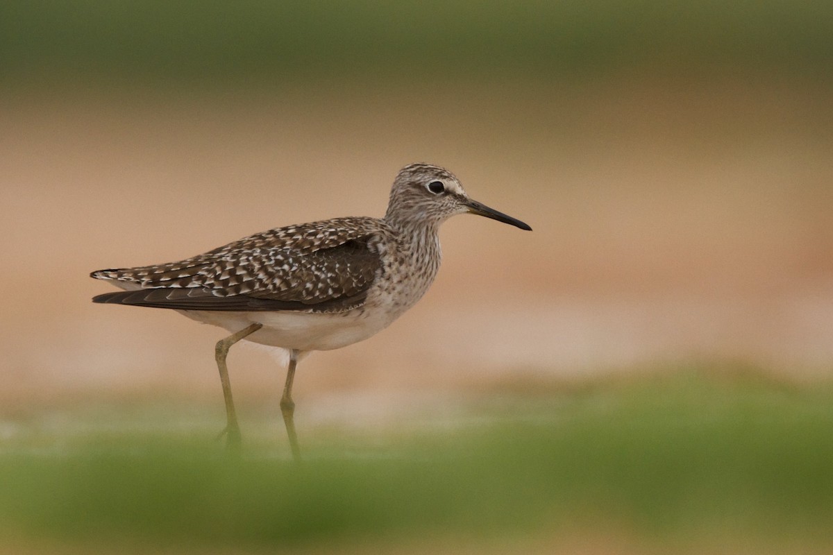 Wood Sandpiper - ML589357891