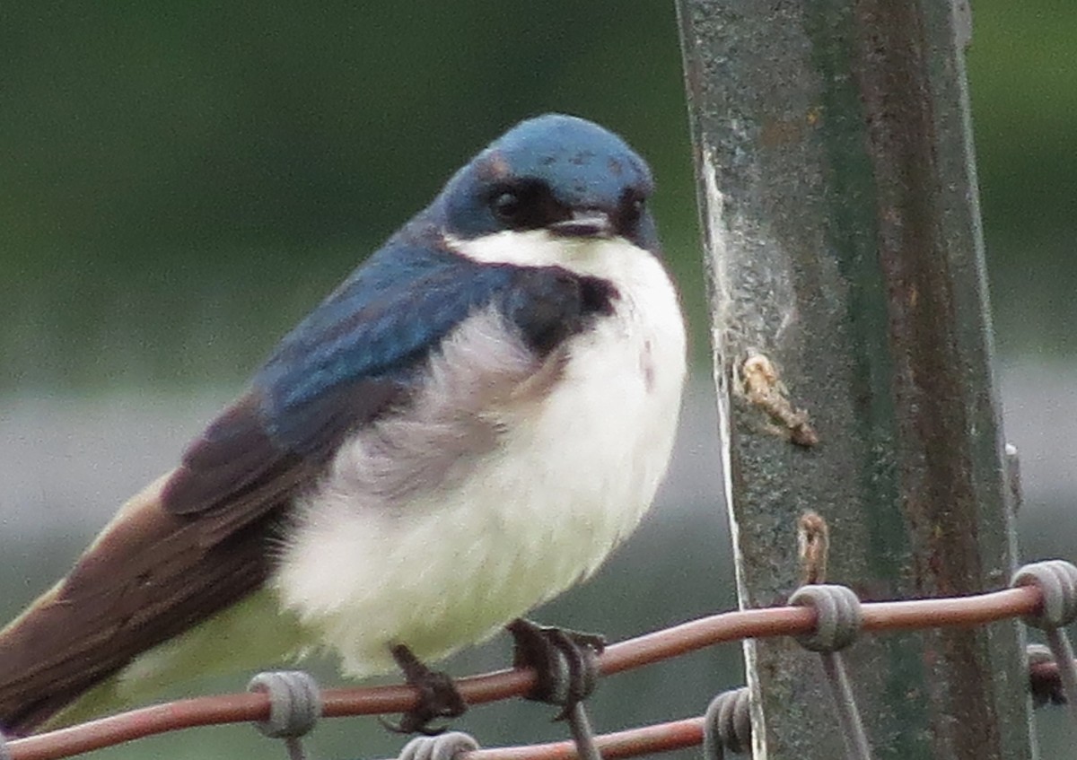 Golondrina Bicolor - ML589357991