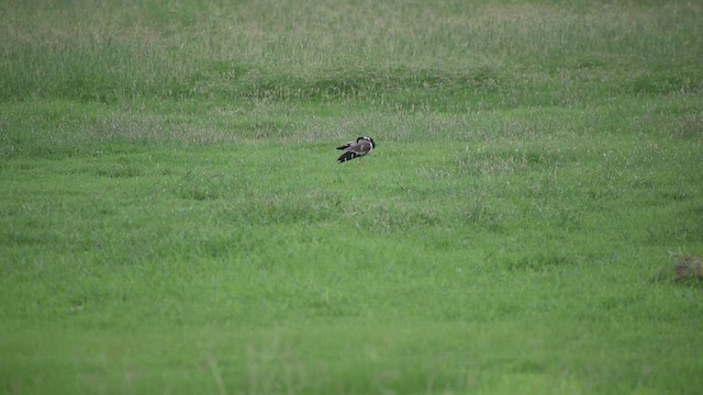 Red-wattled Lapwing - ML589358021