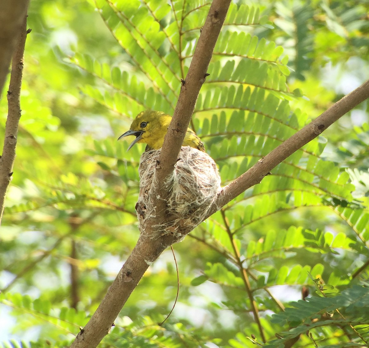 Common Iora - Martin Kennewell