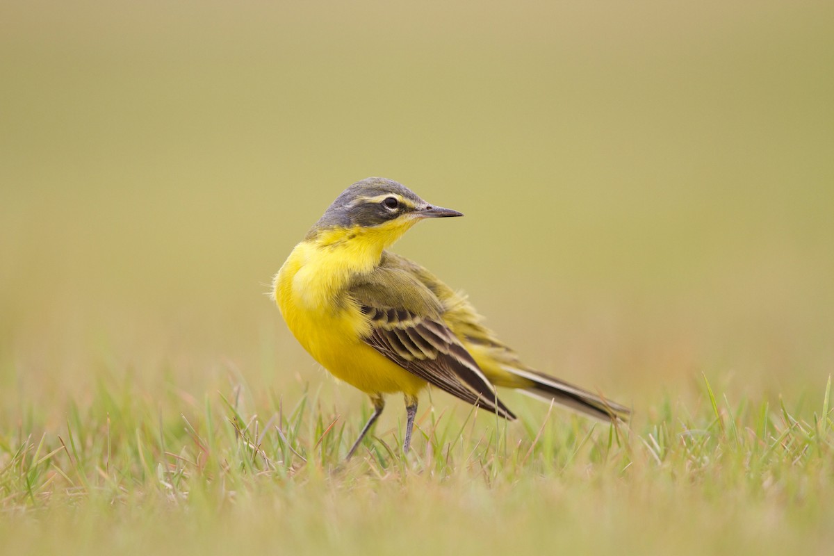 Western Yellow Wagtail - ML589358751