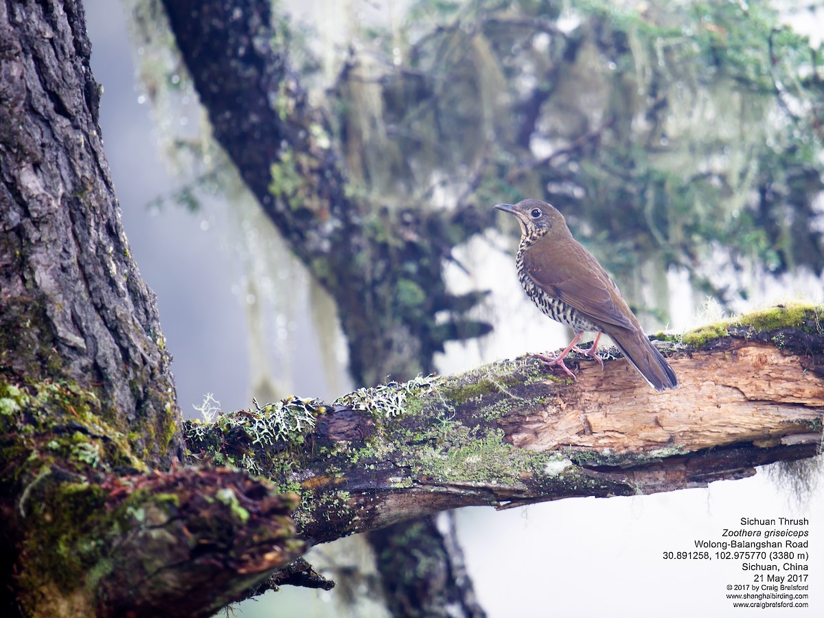 Sichuan Thrush - Craig Brelsford