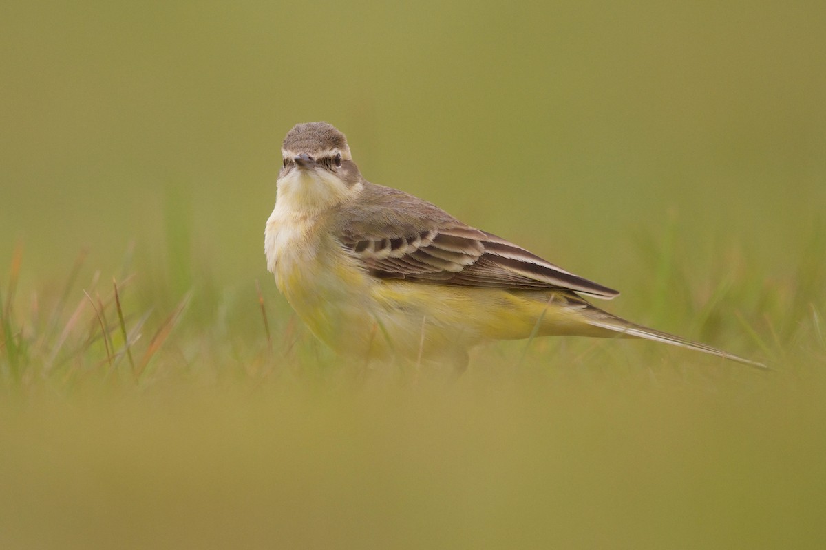 Gray Wagtail - Nader Fahd