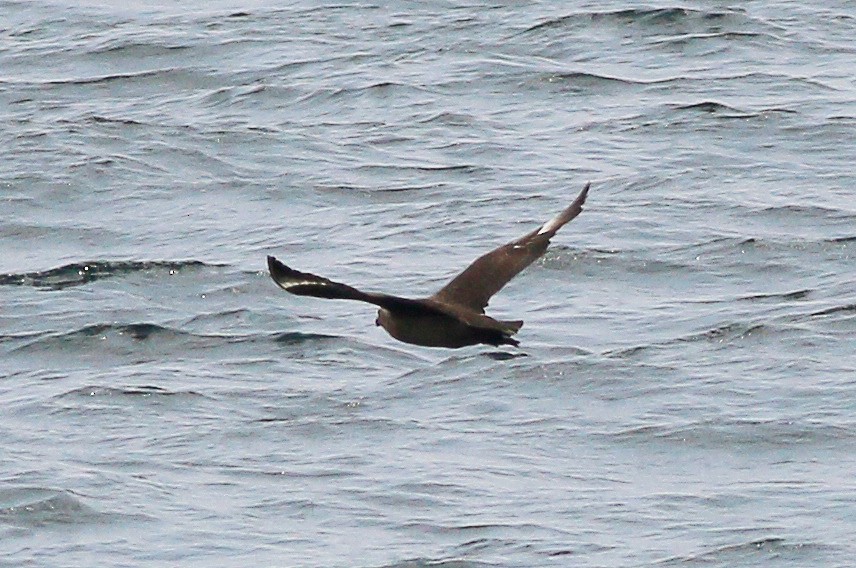 South Polar Skua - Neoh Hor Kee