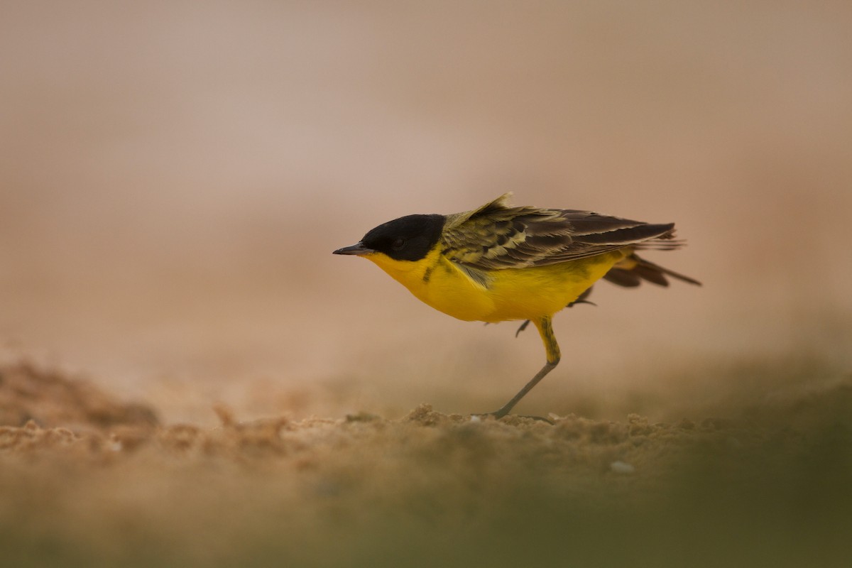 Western Yellow Wagtail (feldegg) - ML589360631