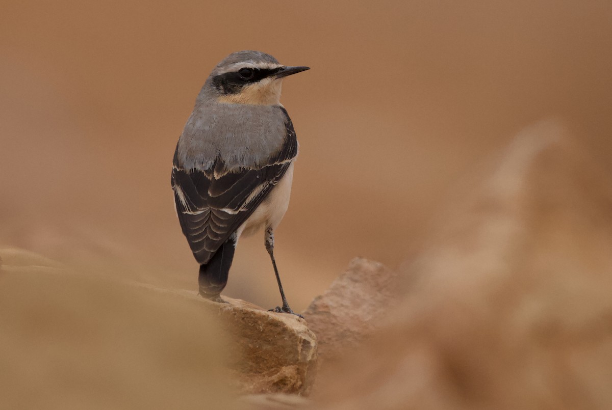 Northern Wheatear - Nader Fahd