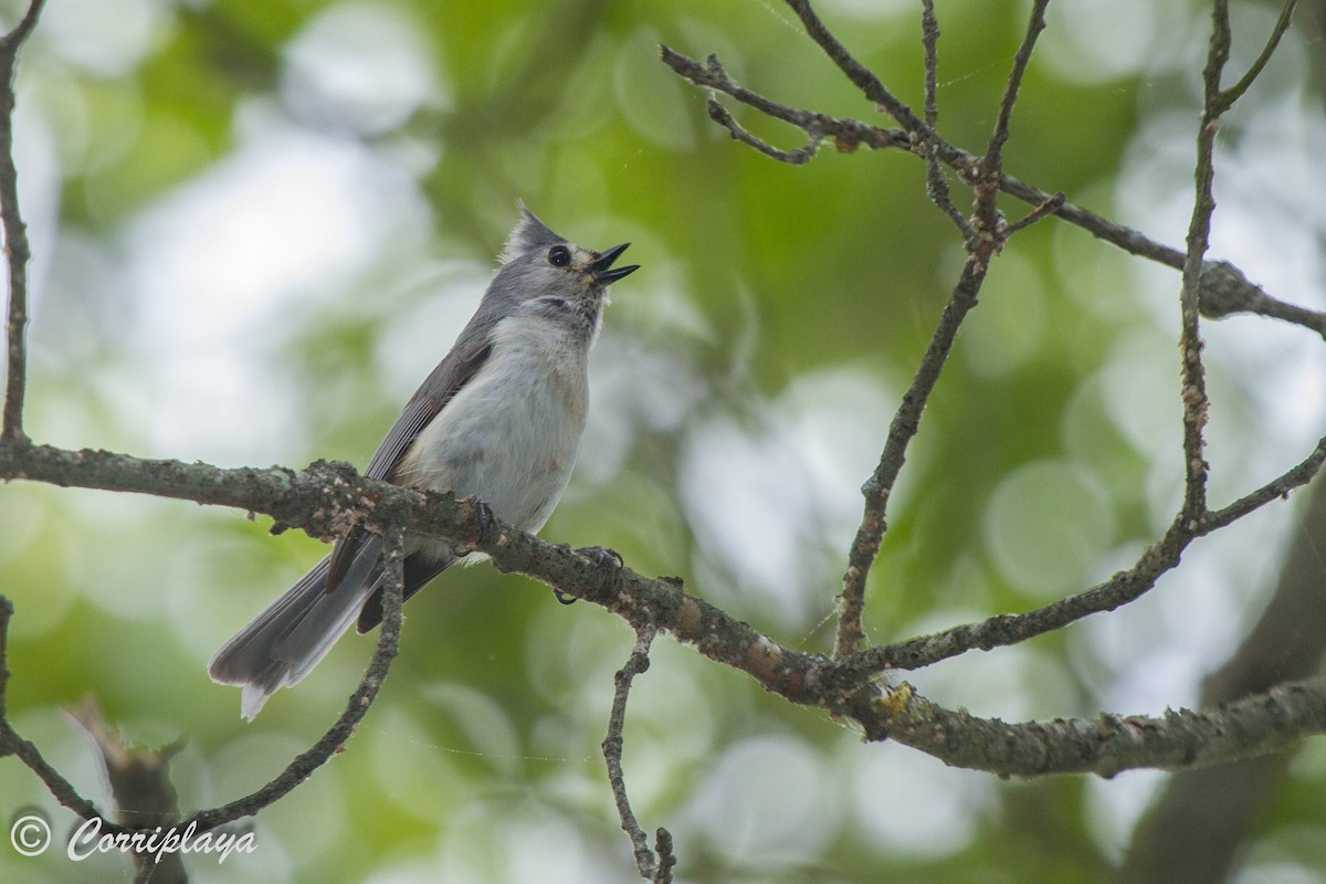 Tufted Titmouse - ML589361381