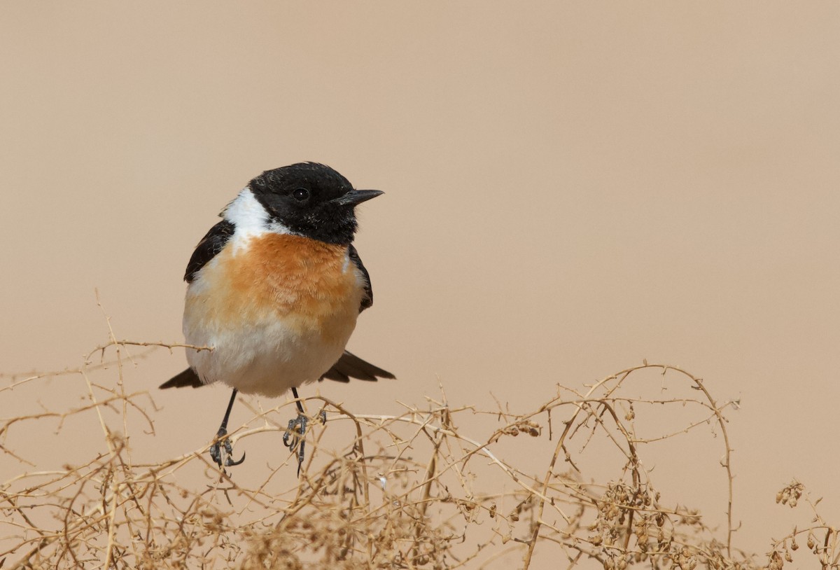 Siberian Stonechat - ML589361461