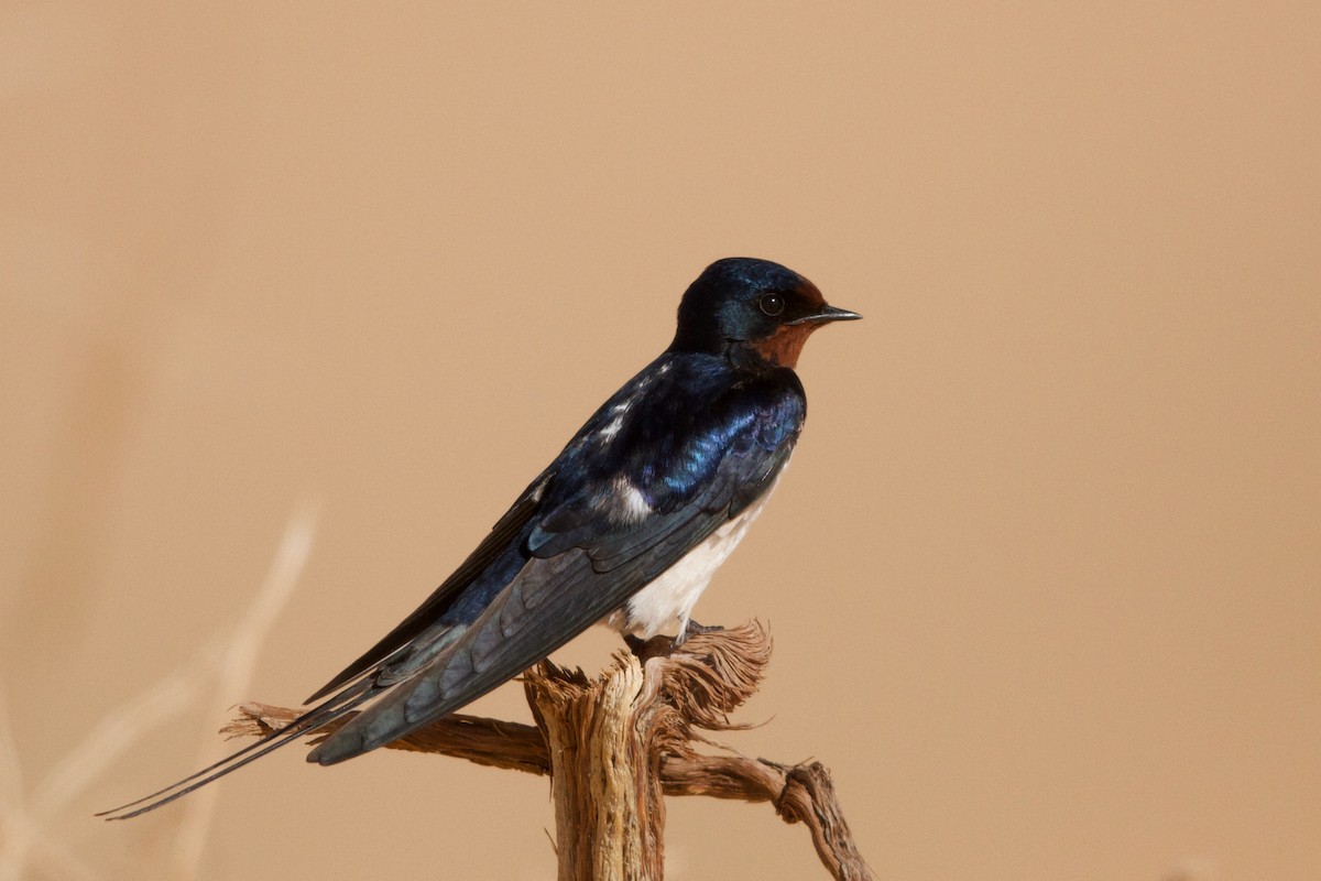 Barn Swallow - Nader Fahd