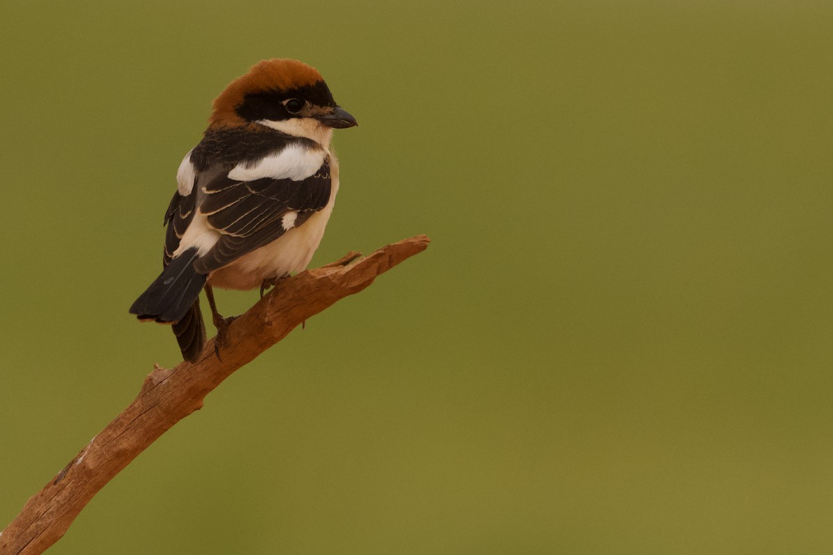 Woodchat Shrike - Nader Fahd