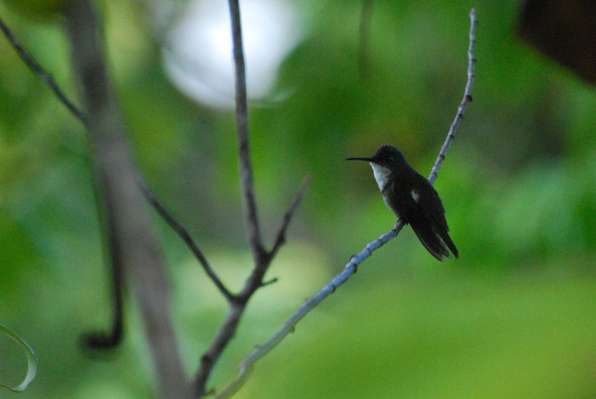 Azure-crowned Hummingbird - ML589362521