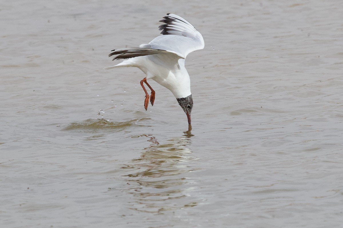 Black-headed Gull - Nader Fahd