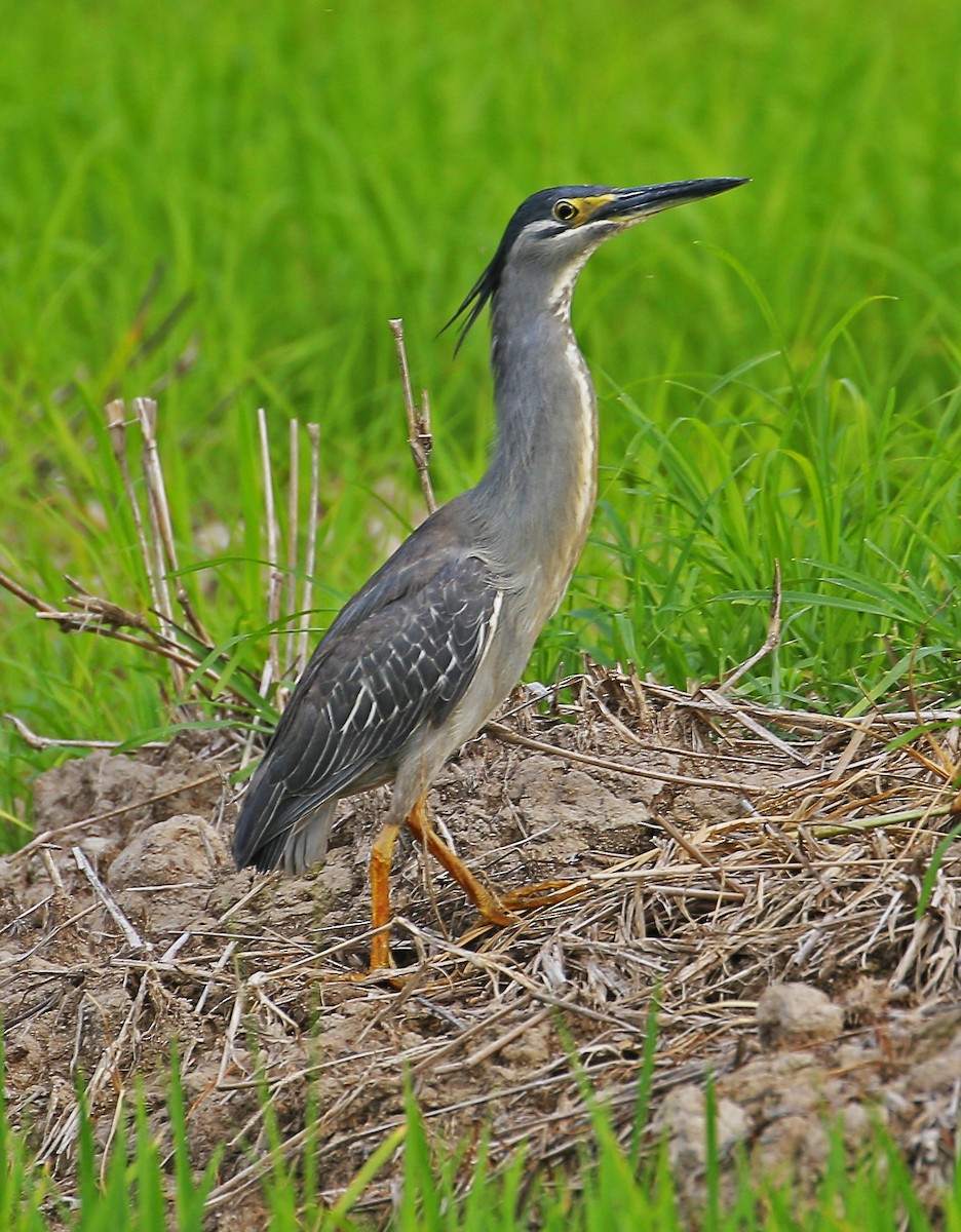 Striated Heron - ML589363441