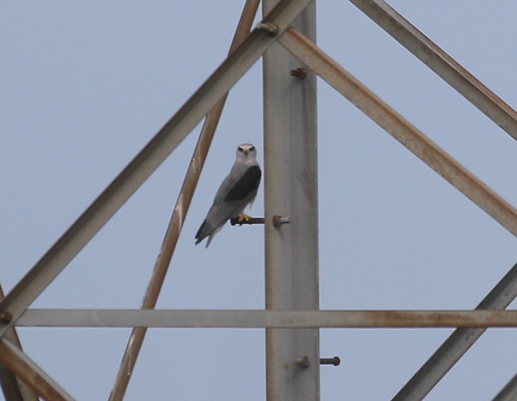 Black-winged Kite - ML589363541