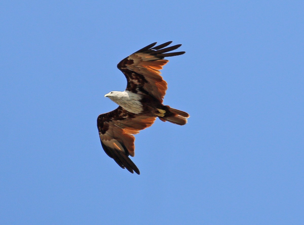 Brahminy Kite - ML589363551