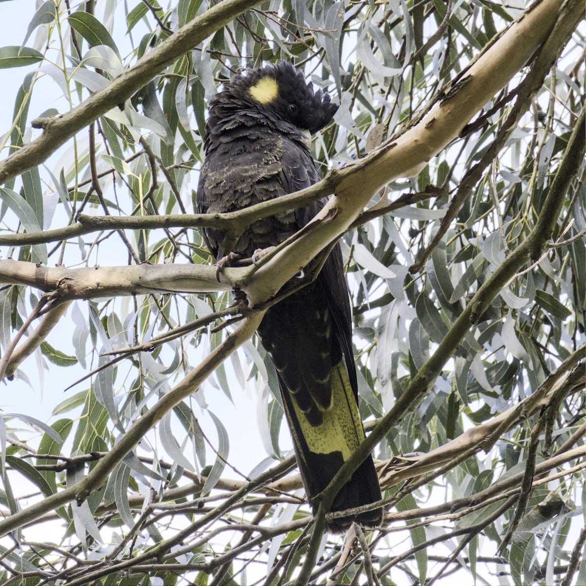 Cacatúa Fúnebre Coliamarilla - ML589363741