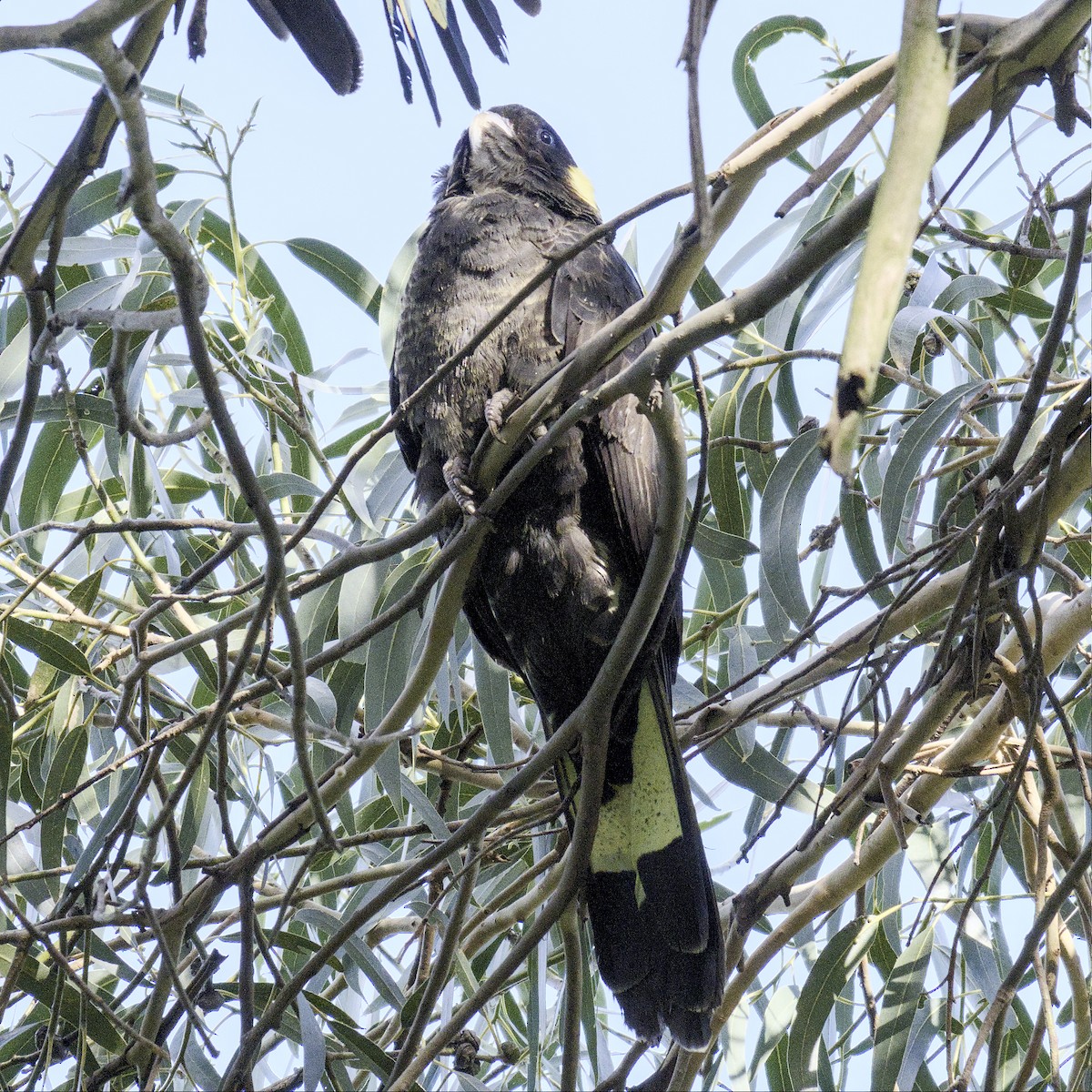 Cacatúa Fúnebre Coliamarilla - ML589363771