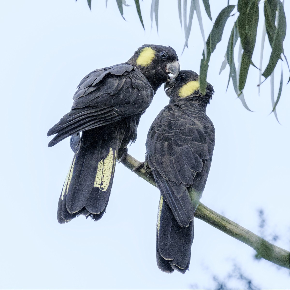 Cacatúa Fúnebre Coliamarilla - ML589363811