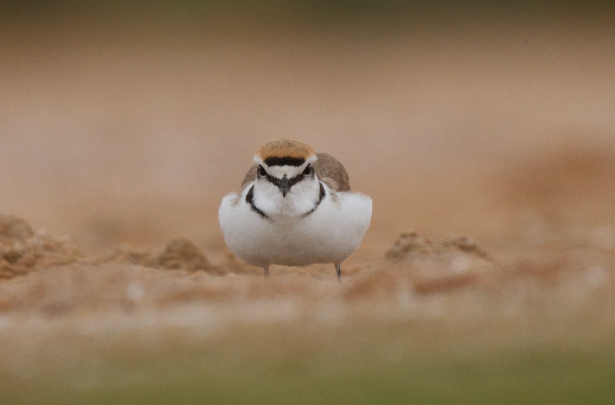 Kentish Plover - Nader Fahd