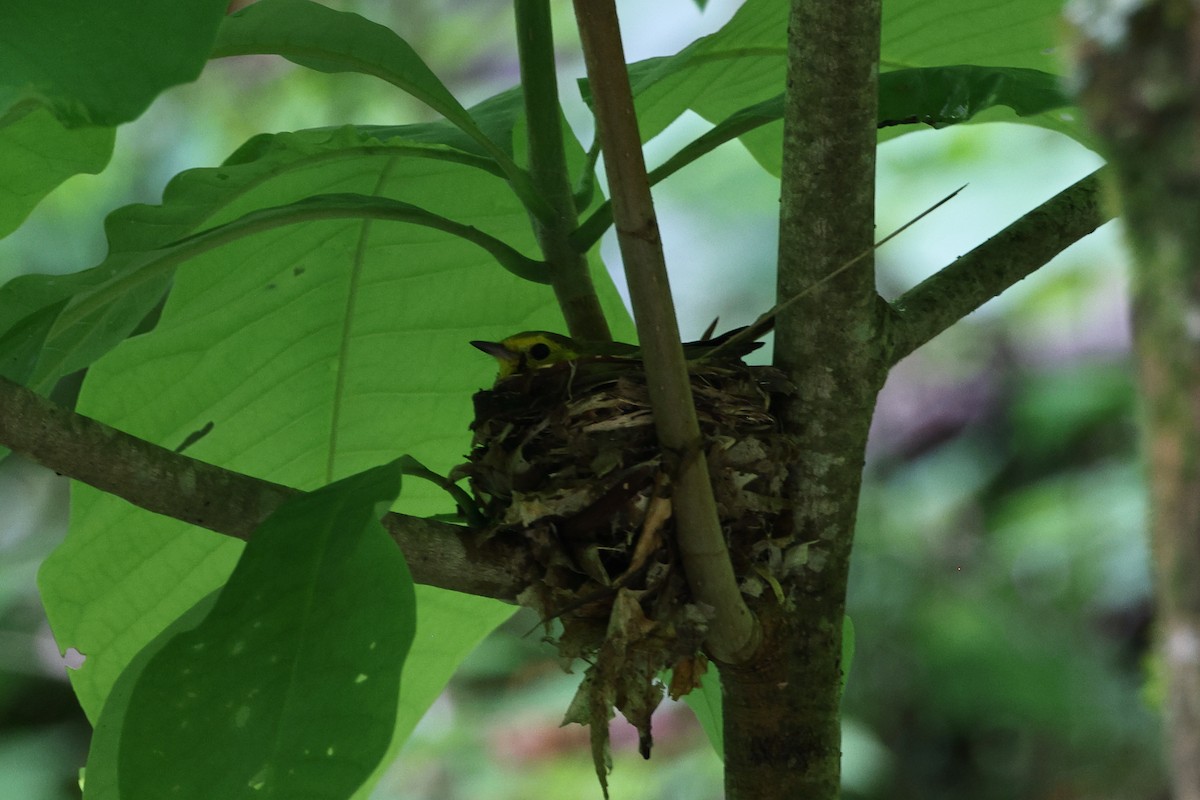 Hooded Warbler - ML589363871