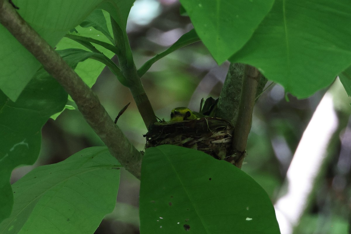 Hooded Warbler - ML589363891