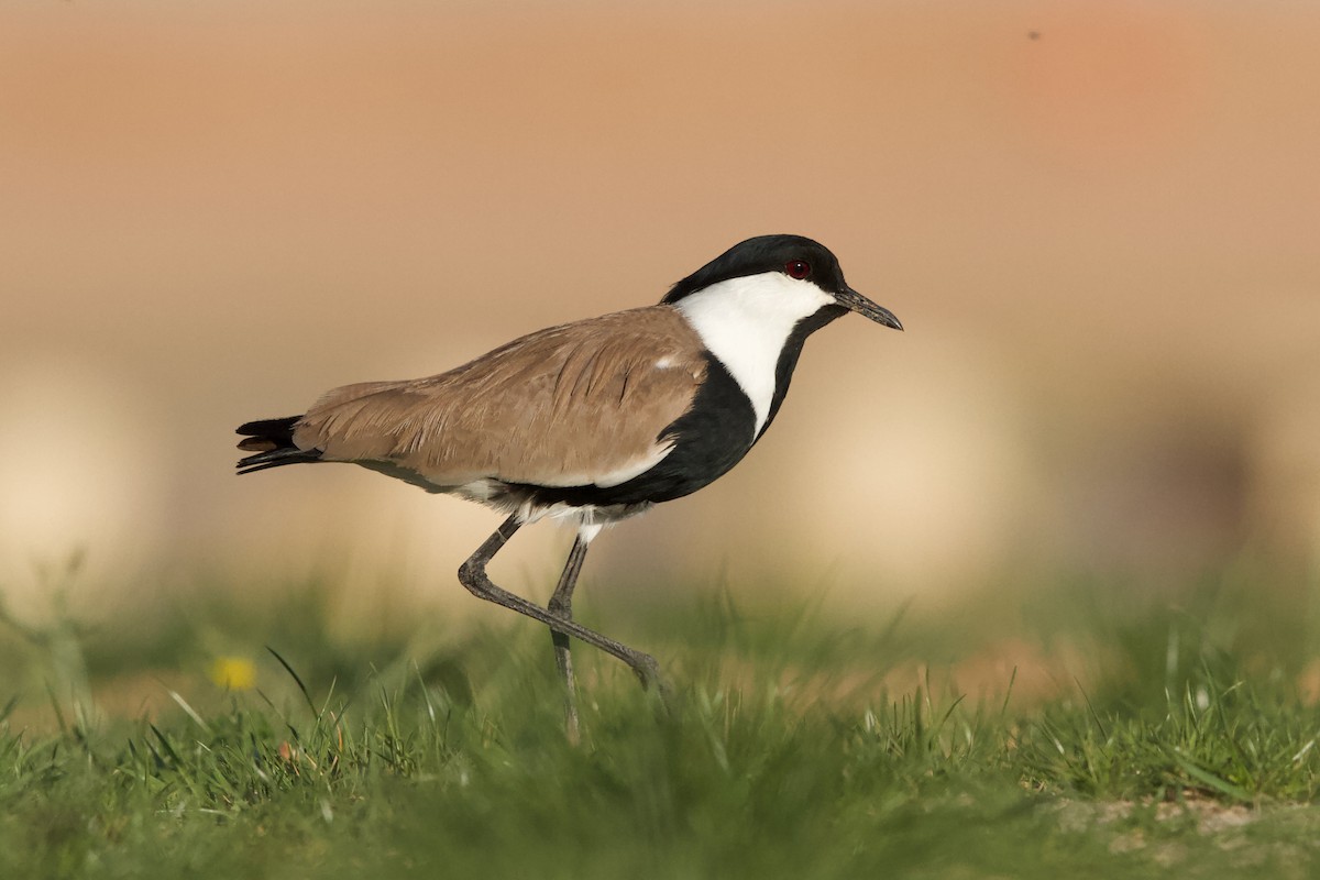 Spur-winged Lapwing - Nader Fahd