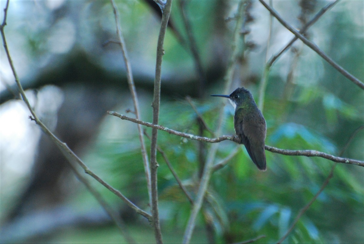 Azure-crowned Hummingbird - ML589365111