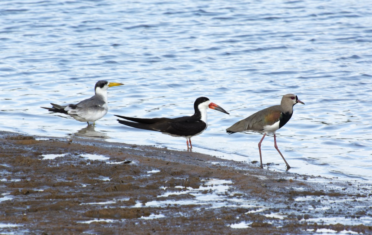 Black Skimmer - ML589366481