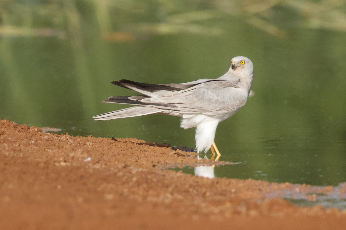 Pallid Harrier - ML589366801