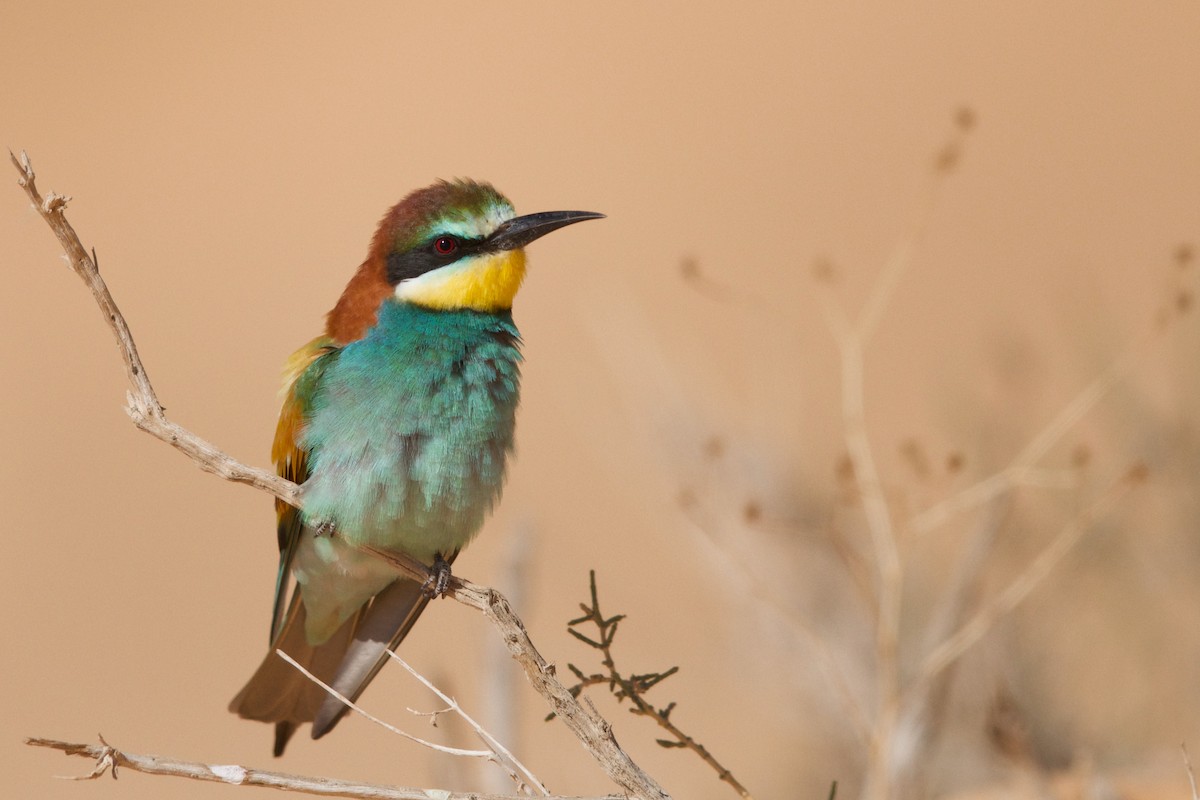 European Bee-eater - ML589366851