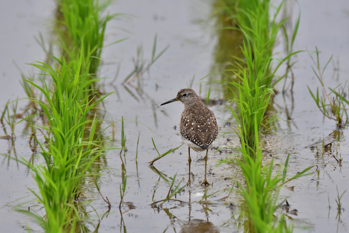 Bruchwasserläufer - ML589367721