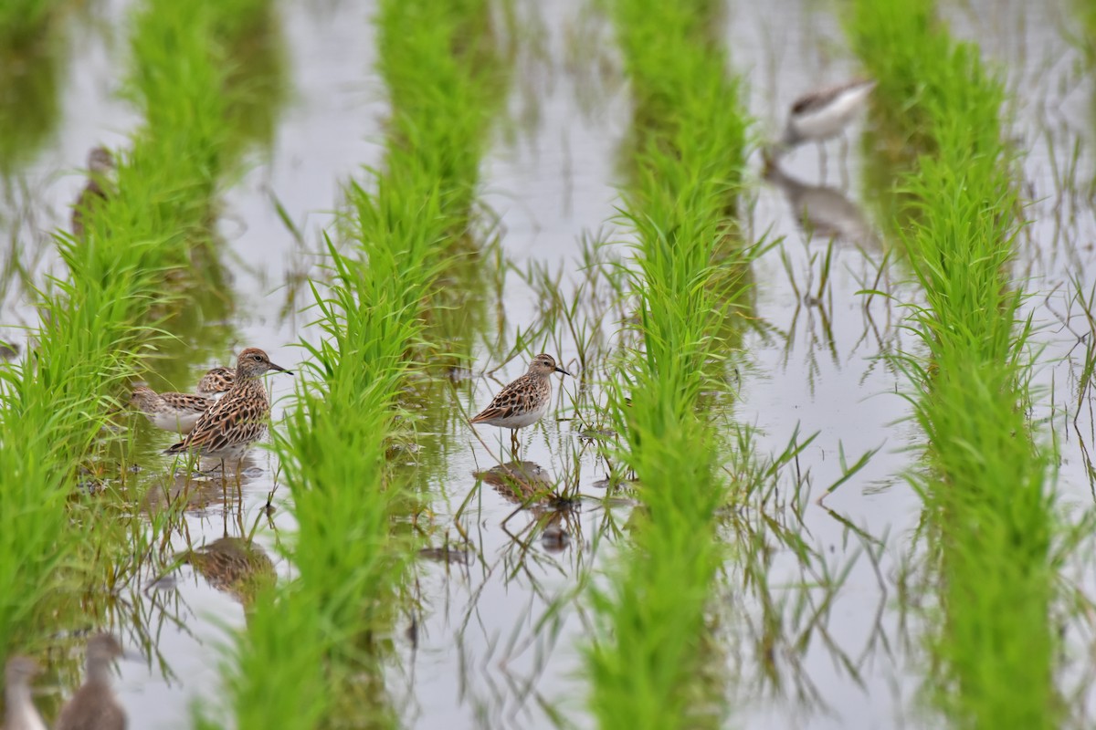 Long-toed Stint - ML589367821